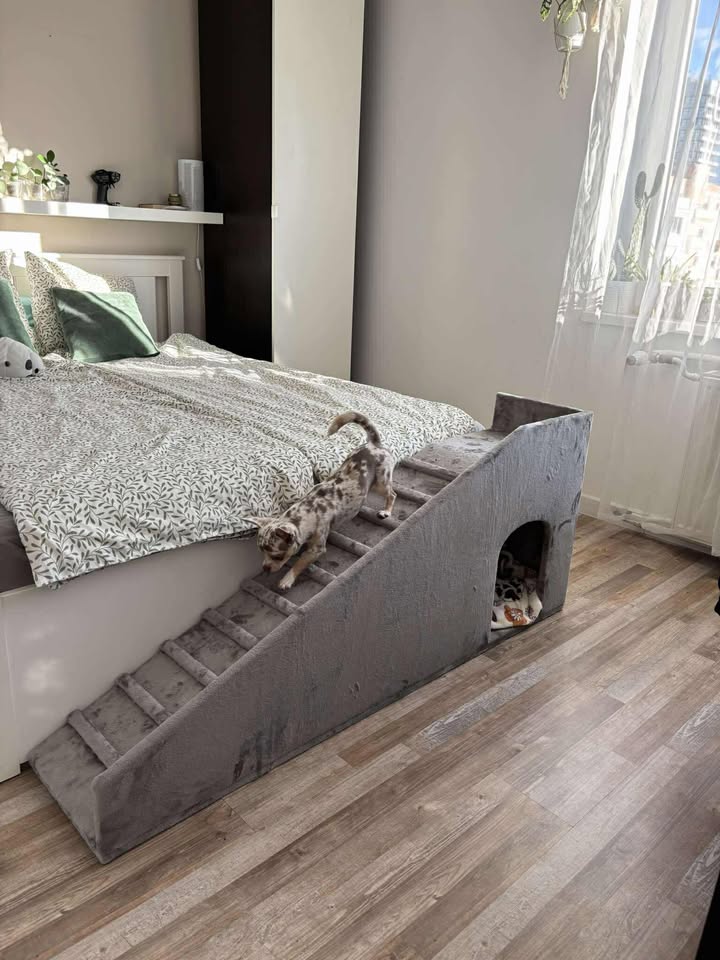 Egyedi méretű Bécy kutyarámpa