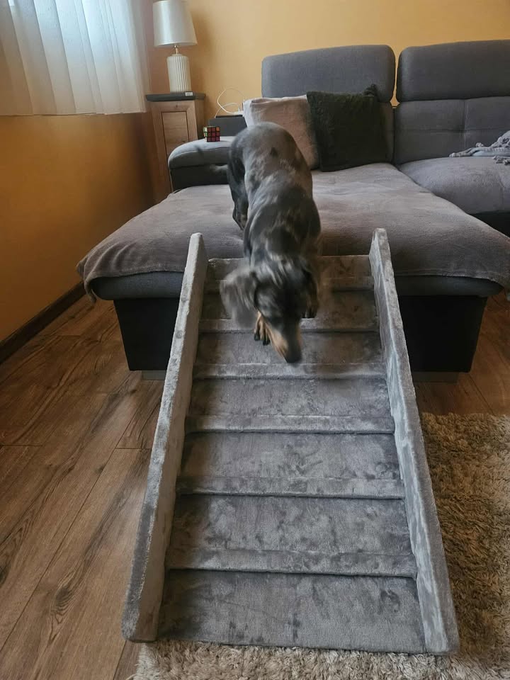 Bécy kutyarámpát használó vásárlói kutya